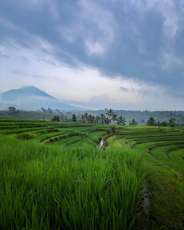 Ubud rice terraces Bali