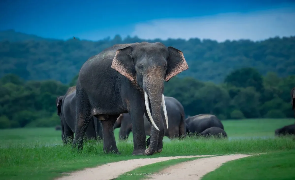 Periyar Wildlife Sanctuary